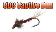 Video thumb for CDC Captive Dun