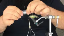 Video thumb for Chub Minnow