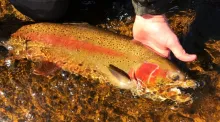 Video thumb for Upper Peninsula Michigan Steelhead