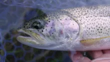 Video thumb for Fall Vancouver Island Trout