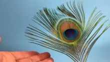 Video thumb for Peacock herl basic anatomy