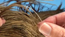 Video thumb for Feather selection from a rooster cape