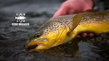 Video thumb for Catching Big Brown Trout