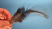 Video thumb for Feather Anatomy Part 1