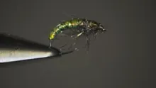 Video thumb for Hydro Larva