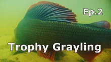 Video thumb for Majestic Grayling