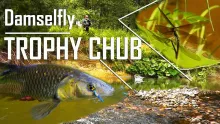 Video thumb for Trophy chubs on damselfly