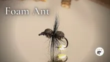 Video thumb for Foam Ant