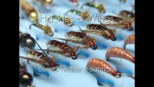 Video thumb for Corixa (Water Boatman)