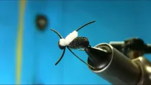 Video thumb for Foam Beetle