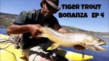 Video thumb for Tiger Trout Bonanza Ep 4