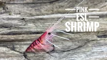 Video thumb for Pink ESL Shrimp