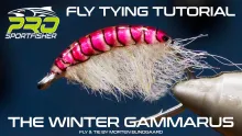 Video thumb for Winter Gammarus