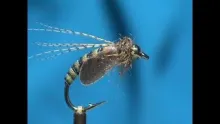 Video thumb for Hemingways Caddis Pupa