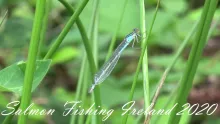 Video thumb for Salmon Fly Fishing Ireland