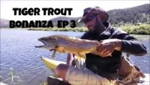 Video thumb for Tiger Trout Bonanza Ep 3