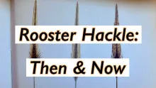 Video thumb for Rooster Hackle - Then and Now - Colors