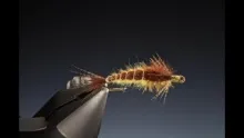 Video thumb for PMD nymph