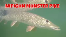 Video thumb for Lake Nipigon Monster Pike