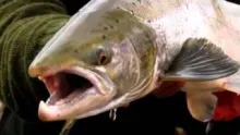 Video thumb for Fly Fishing the Midfjardará River in Iceland for Atlantic Salmon - Fly Nation TV Preview