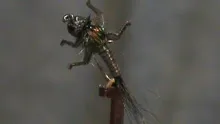 Video thumb for Tungsten Bead LivelyLegz Nymph