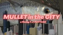 Video thumb for Flyfishing for mullet - urban flyfishing