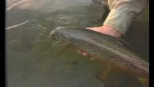 Video thumb for Trout hunting