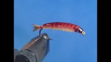 Video thumb for Crane Fly Larva