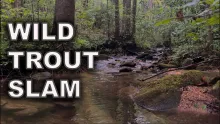 Video thumb for North Georgia Wild Trout Slam