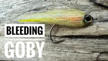 Video thumb for Bleeding Goby