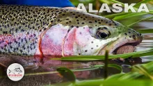 Video thumb for Alaska Fly Fishing with a Mouse Fly