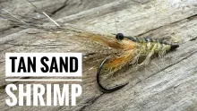 Video thumb for Tan Sand Shrimp