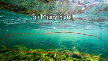 Video thumb for So many Fish!