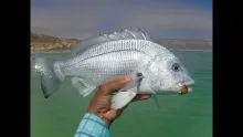 Video thumb for Fly Fishing Oman, Arabian Bream