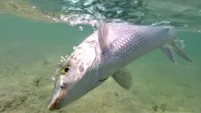 Video thumb for Fly fishing the flats for Bonefish