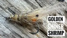 Video thumb for Golden Shiner Shrimp