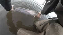 Video thumb for Pike and Steelhead fishing in Northern Ontario