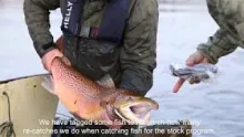 Video thumb for Protecting the future Salmon runs - River Skjern 