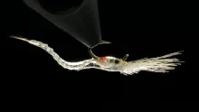 Video thumb for Realistic Mysis Shrimp