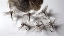 Video thumb for Grey March Brown Spider