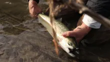 Video thumb for Late Spring Steelhead fly fishing in Southern Ontario 