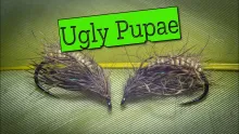 Video thumb for Ugly Pupae