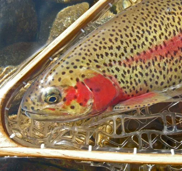 User submitted picture: Crimson cheeks. Blue Riv...