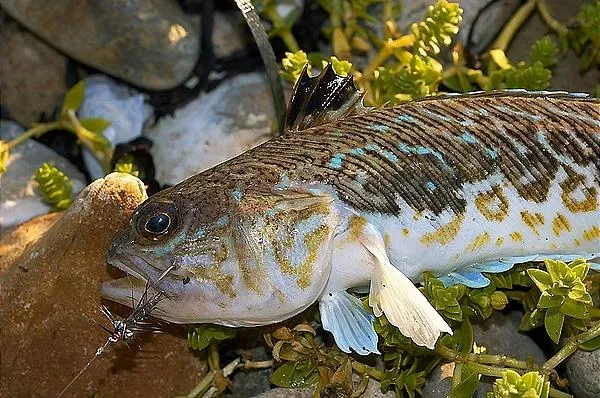 User submitted picture: Trachinus Draco. Nice li...